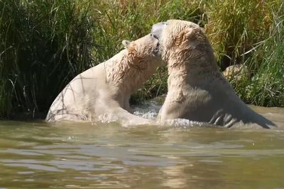Polar bears cool down with dip in lake at Yorkshire Wildlife Park as UK braces another heatwave