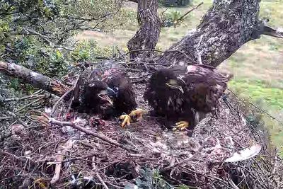 Record breeding year for England’s white-tailed eagles as three chicks fledge