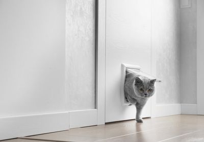 From $5,000 And A Closet Cleanout To Amazon's No. 1 Cat Door Brand And A Multimillion Dollar Empire