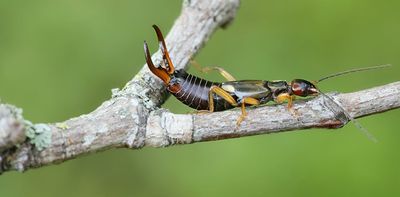 My daily surveys suggest British earwigs are declining drastically