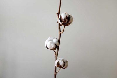 Cotton Trading Higher on Monday Morning