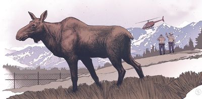 Moose have lived in Colorado for centuries – unpacking the evidence from history, archaeology and oral traditions