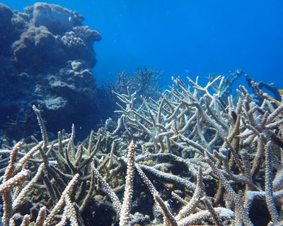 WA’s ‘longest and most intense’ marine heatwave killed coral across 1,500km stretch