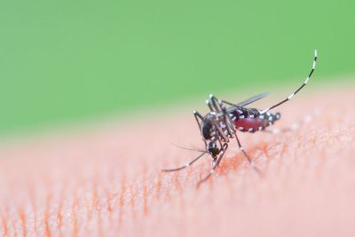 Health authorities fear mosquito-borne disease deaths could surge