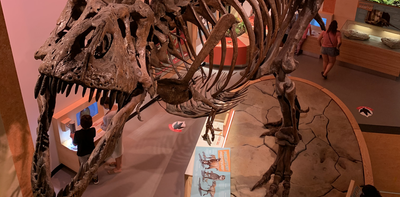 I’m a physicist who studies fossils, and I recently discovered preserved blood vessels in the world’s largest T. rex