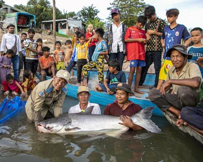 ‘Death spiral’: Mekong River megafish have shrunk by half, study reveals