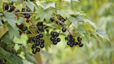 How to grow currants – these healthy and easy-to-grow fruits thrive in cooler climates and are perfect for jams, jellies, and baking