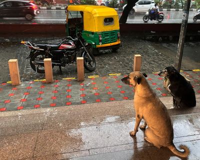 Indian court orders removal of thousands of stray dogs from Delhi region