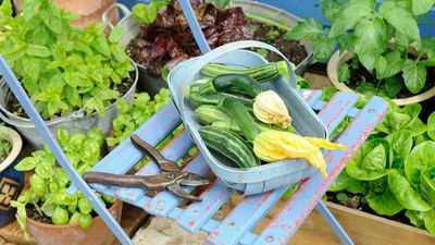I've grown these 5 vegetables all summer, and I've never had such enormous yields – what to grow if you want copious crops