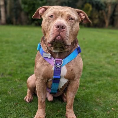 RSPCA calls for dog control reform as XL bully ban ‘fails’ to protect public