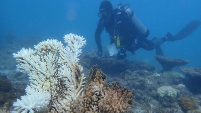 Untouched reefs cop record bleaching in intense heat