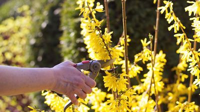 How to take forsythia cuttings – August is the ideal time to take semi-ripe cuttings and grow more spectacular shrubs for free