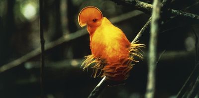 70 years of data show extreme heat is already wiping out tropical bird populations