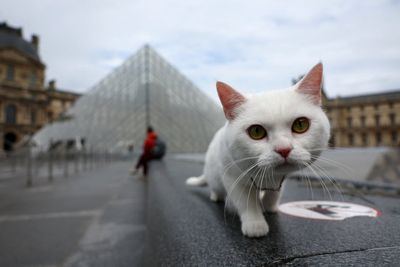 Cats develop dementia like humans – and may hold clues to treating it