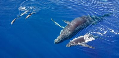 Whales and dolphins regularly hang out with each other – new study