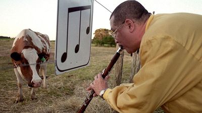 Kind of moo: Dairy farmers are playing their cows jazz music in a bid to improve their milk yields