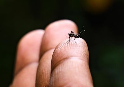 Rise in dengue fever outbreaks across the Pacific driven by the climate crisis, experts say