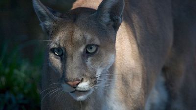 Texas puma genes rescue Florida panthers from extinction — for now