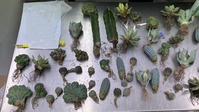 Customs make prickly find in lingerie package