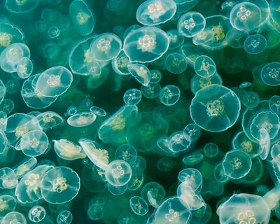 Swarm of jellyfish shuts nuclear power plant in France