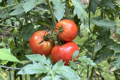 How to tell when your garden veggies are ripe for harvesting