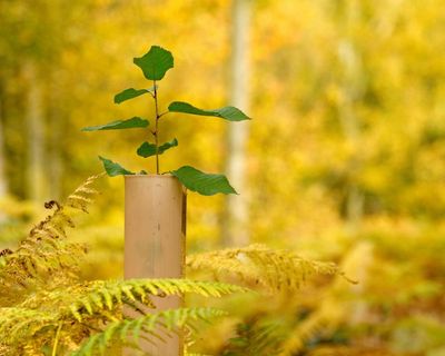 Country diary: The race is on between bracken and saplings