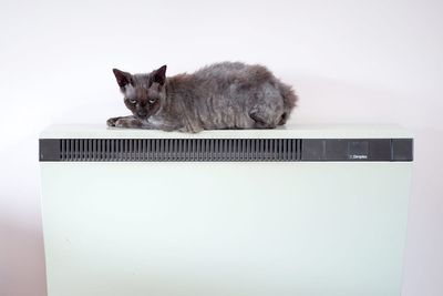 Cats develop dementia similarly to humans – study