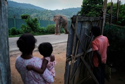 AP photos show an injured elephant frequenting an Indian village as its habitat shrinks