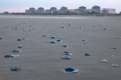 Swarm of jellyfish forces shutdown at French nuclear power plant