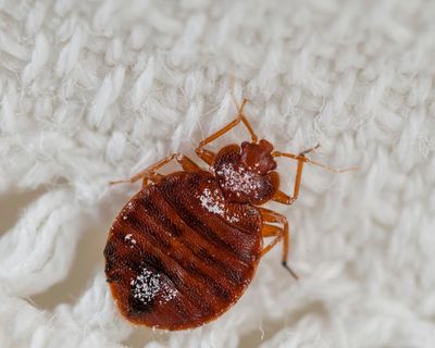 Booking.com ignored me after my bedbug nightmare
