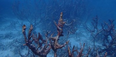 Safe no more: off-the-charts marine heat has severely damaged Ningaloo and other pristine coral reefs