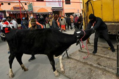 India unveils plans to use cow dung as fuel for vehicles. But is it really a green alternative?