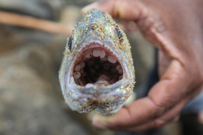 Buoyant, the size of a lentil and almost impossible to recover: how nurdles are polluting the oceans