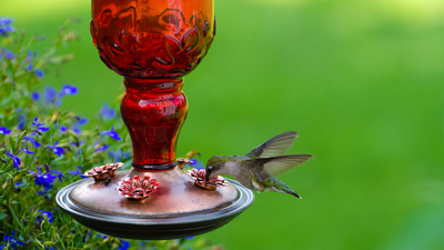People are wrapping aluminum foil around their hummingbird feeders this summer — here's why