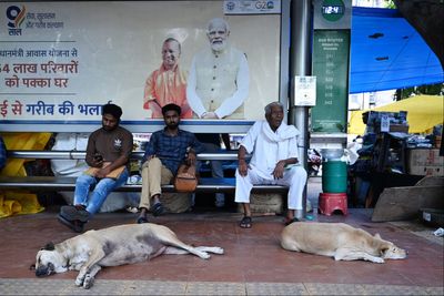 How a court’s ruling ripped open India’s decades-old debate over stray dogs