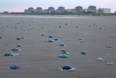 Nuclear power station in France closed after massive swarm of jellyfish swim into cooling system
