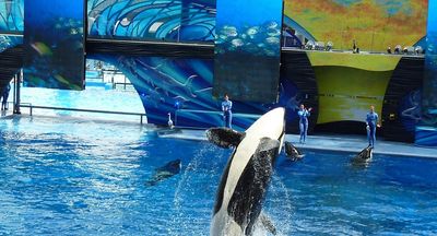 Is Jessica Radcliffe Still Alive? Here are the Real-Life Incidents Said to Have Inspired the Fake Orca Death Video