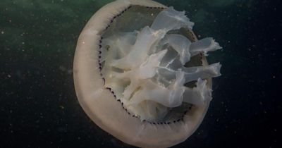 'Massive' swarm of jellyfish paralyse nuclear power plant