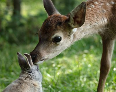 Bambi: A Tale of Life in the Woods review – chilled-out, heartwarming baby deer drama