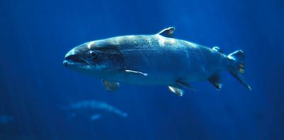 Wild salmon are the Zendayas of the fish world – what that tells us about conservation