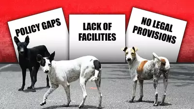 It’s not about stray dogs. It’s about a broken system