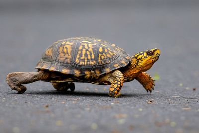 Man tried to smuggle hundreds of turtles inside socks out of the US