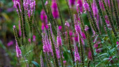 How to grow veronica – for an easy-going flowering perennial that will erupt with color every summer