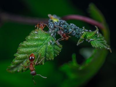 7 Insects Experts Warn Can Hitchhike Into Your House From the Garden