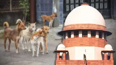 Supreme Court’s stray dog ruling: Extremely grim, against rules, barely rational