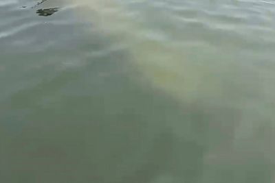 Scientists standing by to rescue rare manatee sighted in cold New England waters