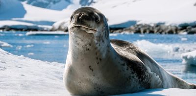 Antarctic leopard seal ‘songs’ are surprisingly similar to nursery rhymes