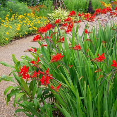 Plant these 8 perennials in August for a burst of blooms right through autumn