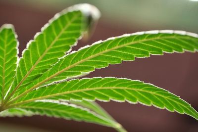 What would Trump’s reclassifying of cannabis mean?