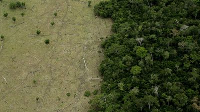 Amazon rainforest is approaching 'tipping points' that could transform it into a drier savanna
